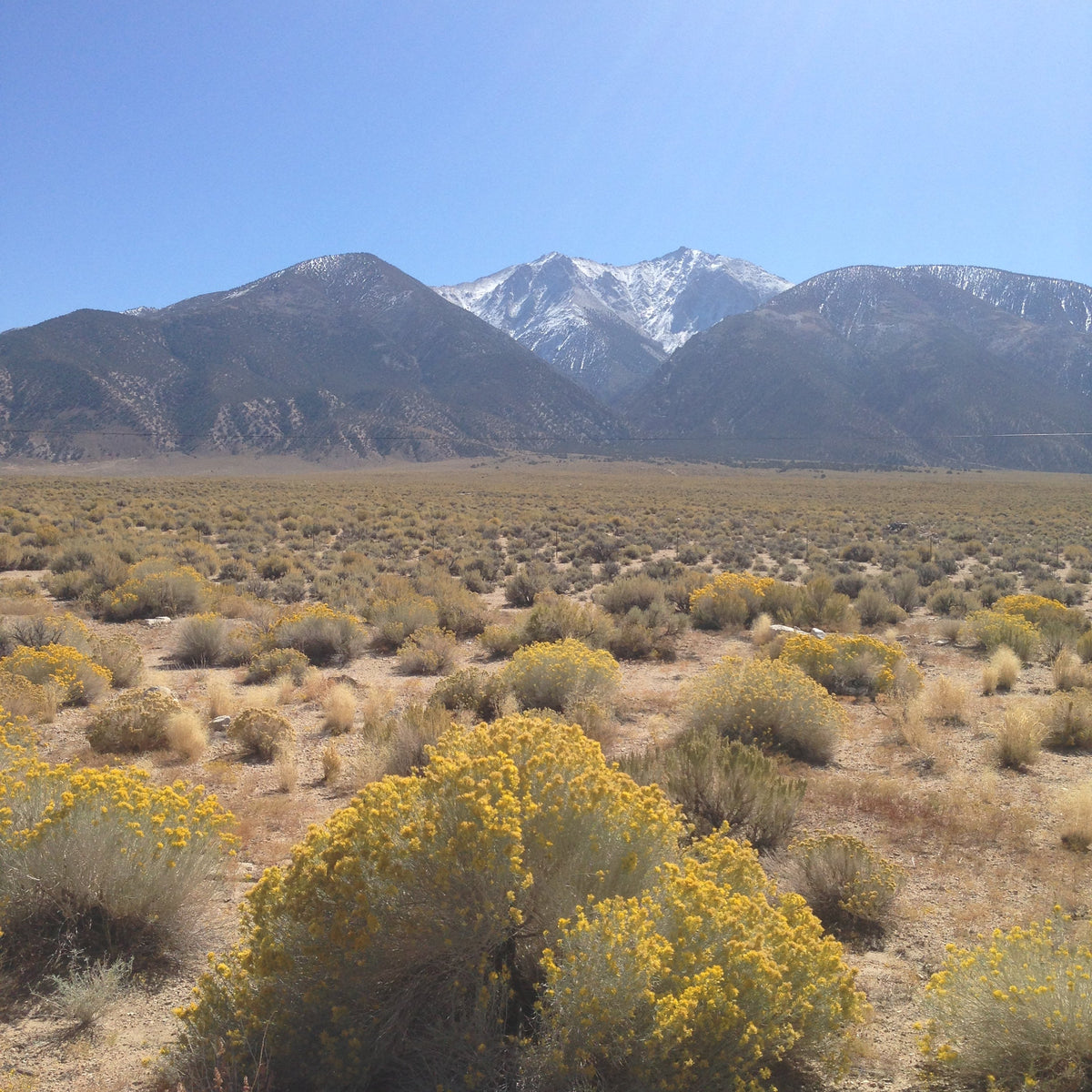 Borderland Botanicals