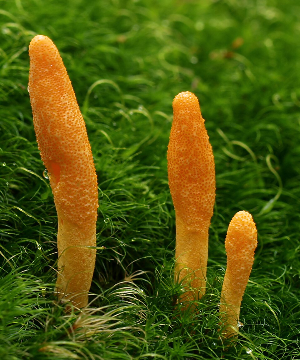 Cordyceps Tincture