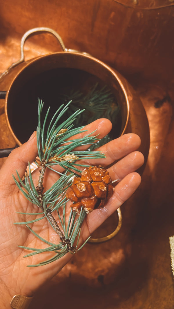 Pinyon Pine Hydrosol