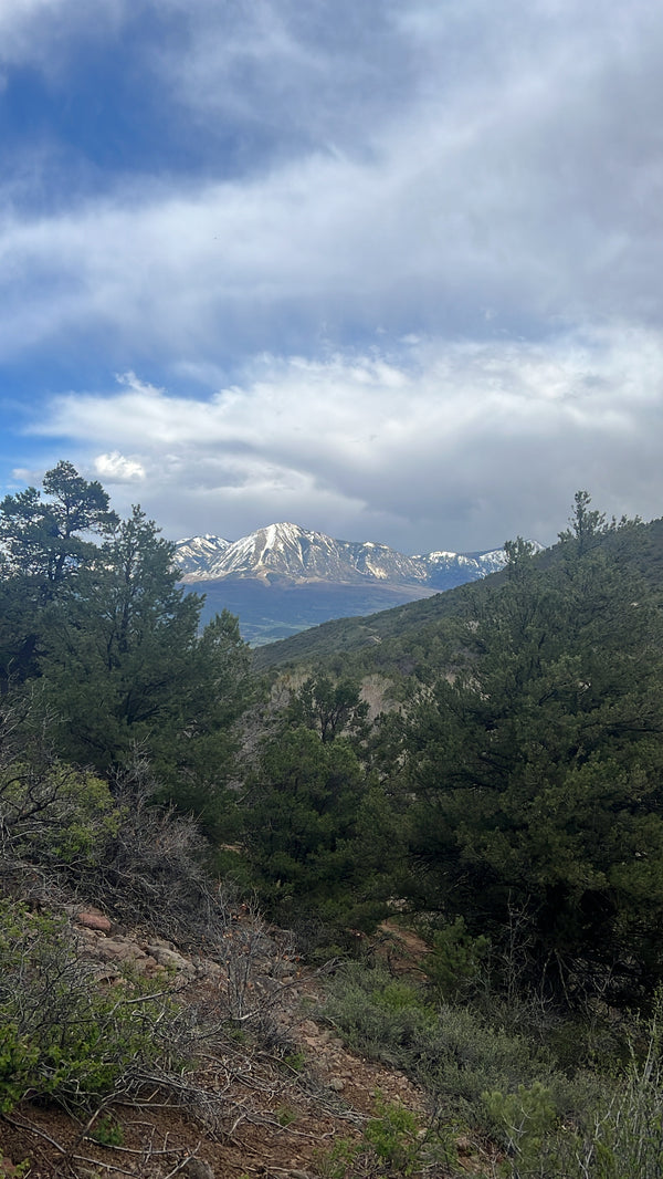 Pinyon Pine Hydrosol