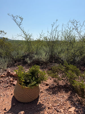 Creosote Body Oil