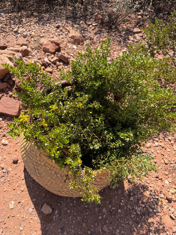 Creosote Body Oil