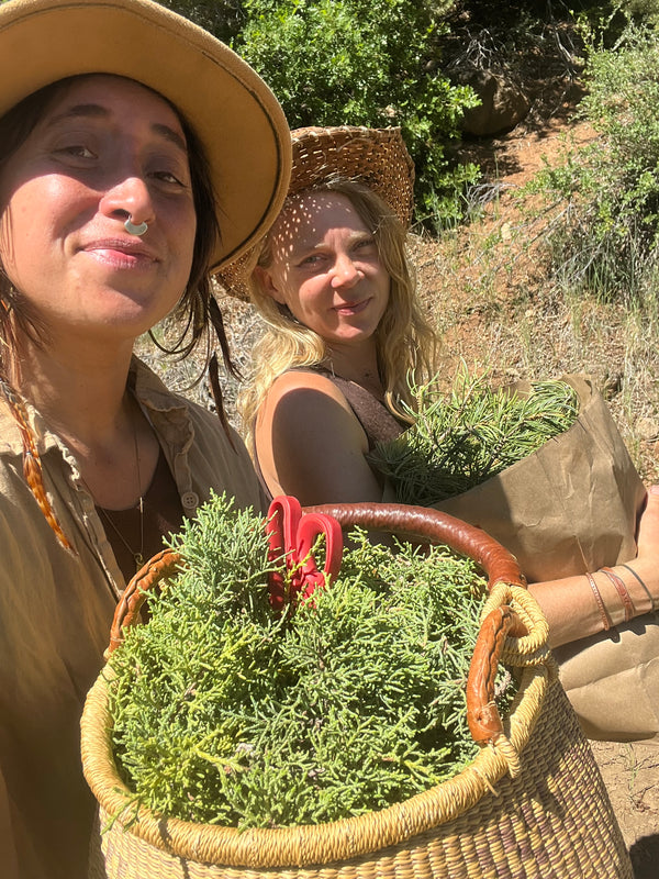 Pinyon Pine Hydrosol