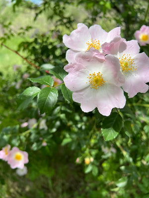 Rose Family Elixir