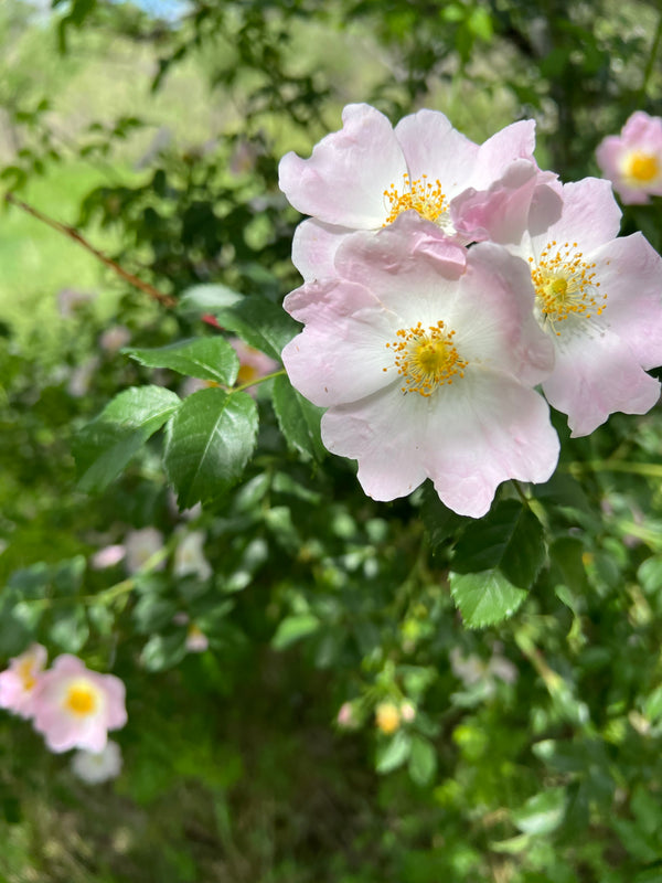 Rose Family Elixir