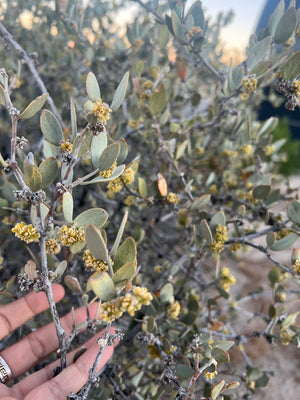 Creosote Body Oil