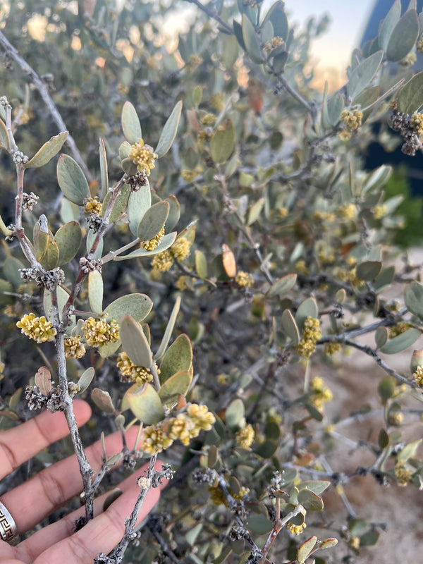 Creosote Body Oil