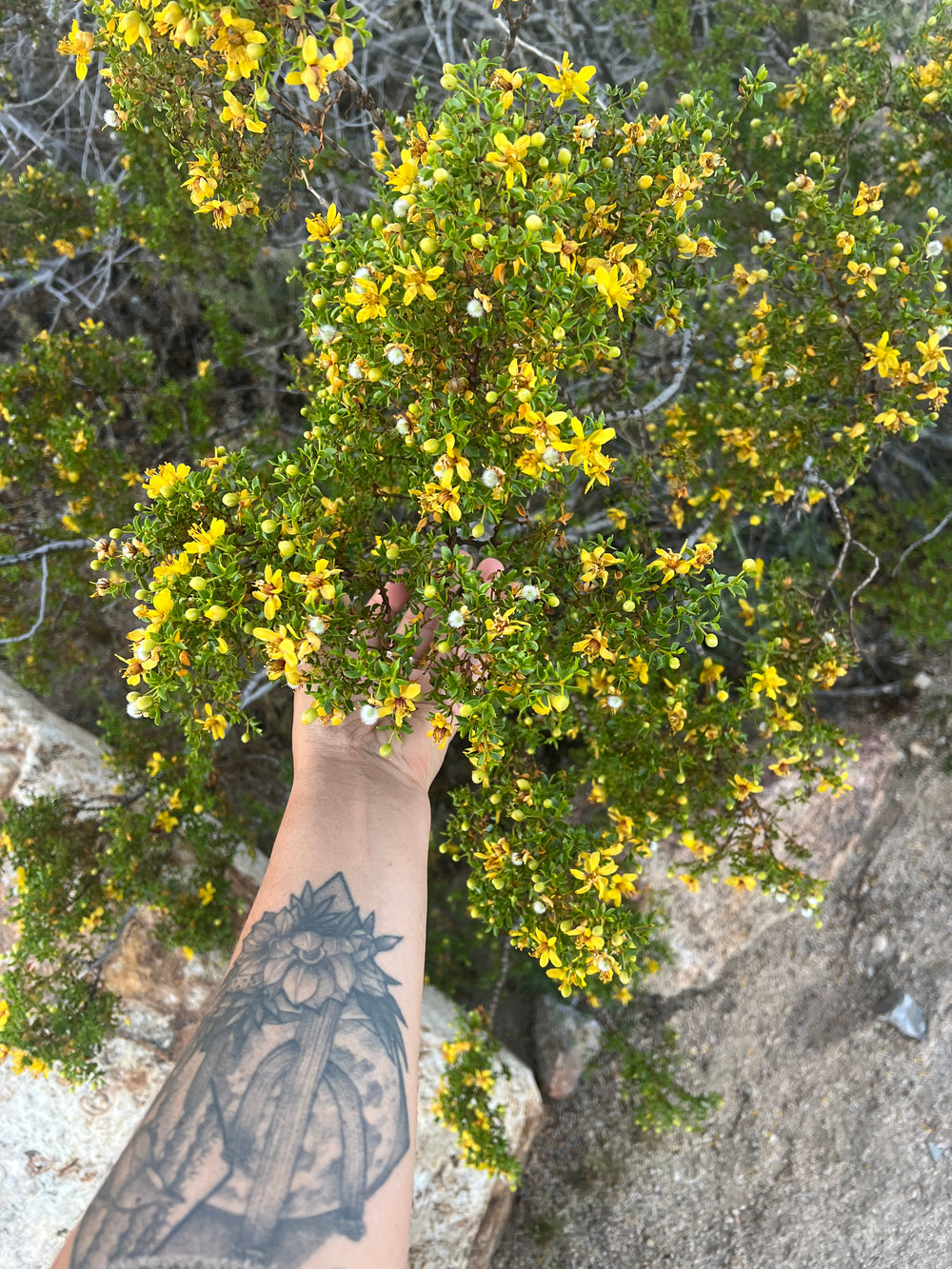 Creosote Body Oil
