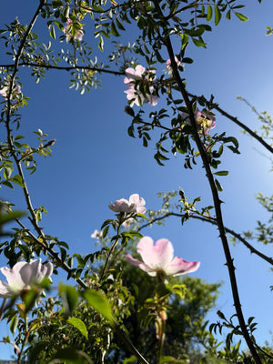 Rose Family Elixir
