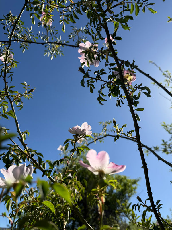 Rose Family Elixir