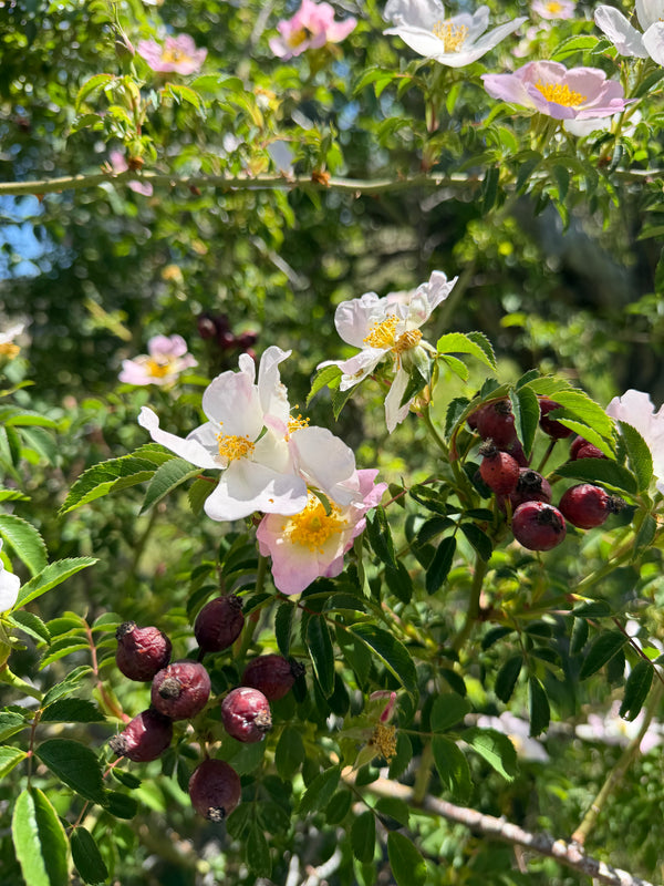 Rose Family Elixir