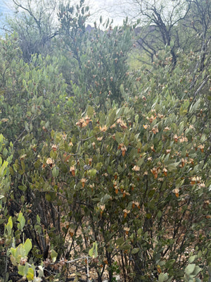 Creosote Body Oil