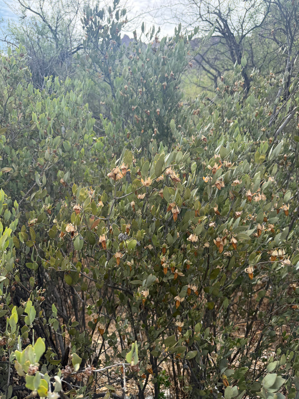 Creosote Body Oil