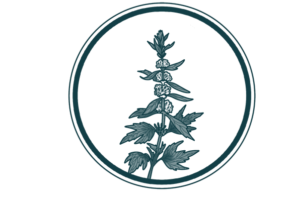 Motherwort Tincture (Leonurus cardiaca)