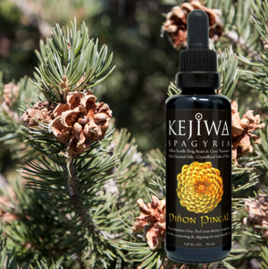 Pinon Pineal Spagyria Tincture