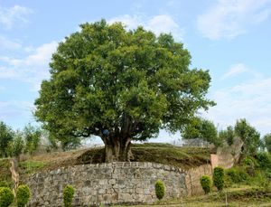 2008 Old Tree Shuo Pu'er