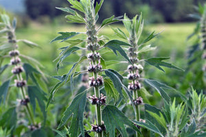 Motherwort Tincture (Leonurus cardiaca)