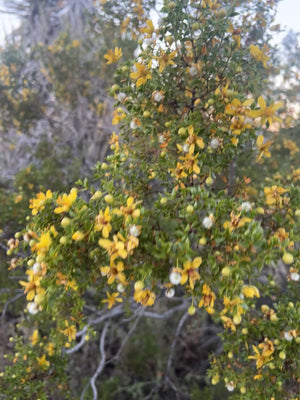 Creosote Body Oil