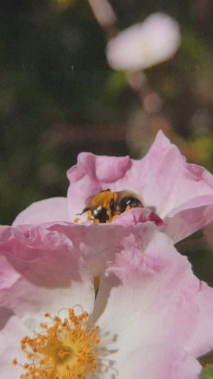 Rose Family Elixir