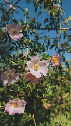 Rose Family Elixir