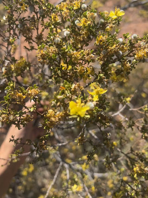 Creosote Body Oil