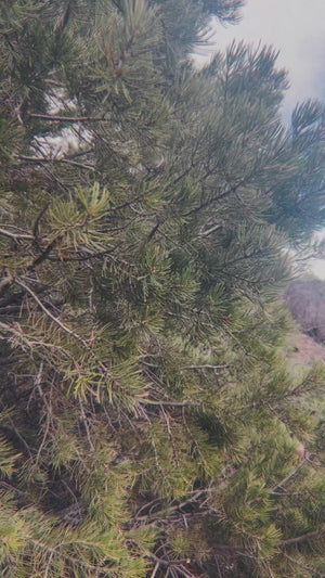 Pinyon Pine Hydrosol