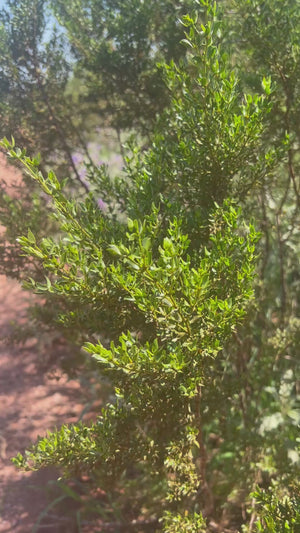 Creosote Body Oil