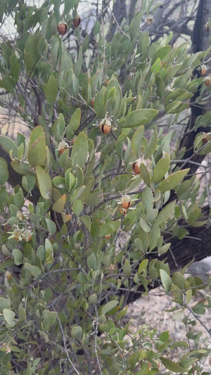 Creosote Body Oil